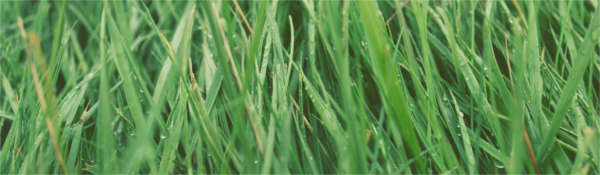 GrassUnsplashCrop