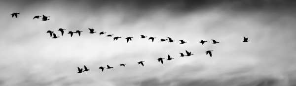 Black and white image of geese journeying together across a cloudy sky in a rough formation