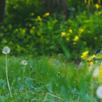 a green meadow with dappled sunshine and seeding dandelion heads