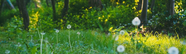 a green meadow with dappled sunshine and seeding dandelion heads