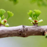 Leaves budding on a branch