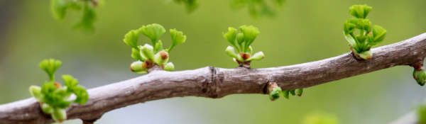 Leaves budding on a branch