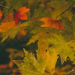 Leaves in range of autumnal colours