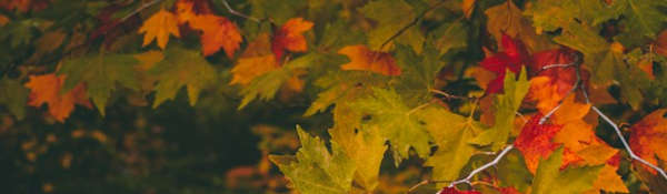 Leaves in range of autumnal colours
